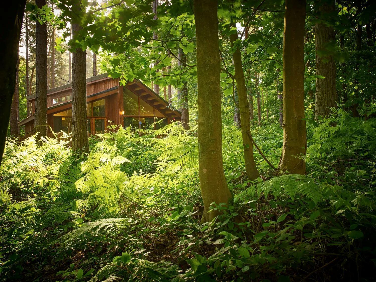 Blackwood Forest Cabins - Forest Holidays Popham Kültér fotó